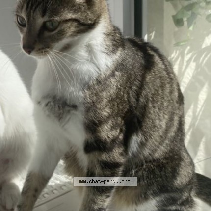 Photo of a cat found in Saint Remy