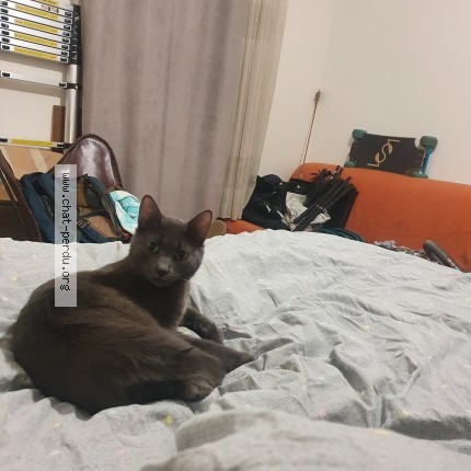 Photo of a cat found in Loudenvielle