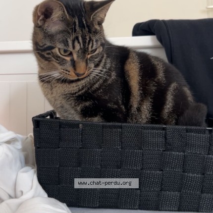 Foto 1/1 nougat Kat vermist in Bruxelles
