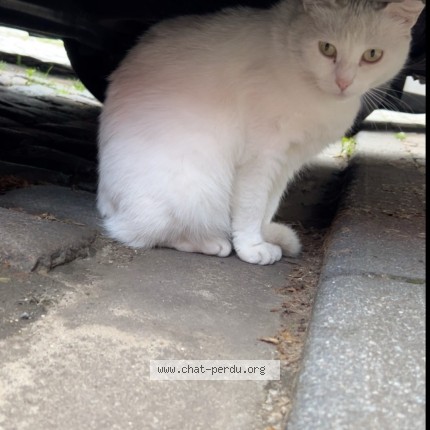 Foto van gevonden kat in Anderlecht