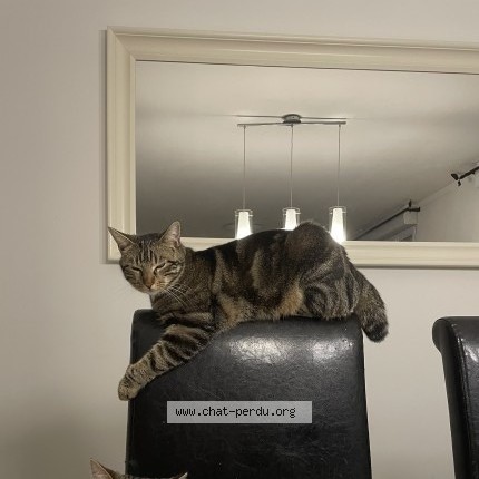 Photo of a cat found in Reau