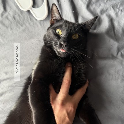 Photo 1/1 Zuko Cat lost in Oakland
