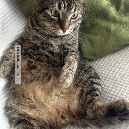 Photo 1/1 Skull Cat lost in Calgary