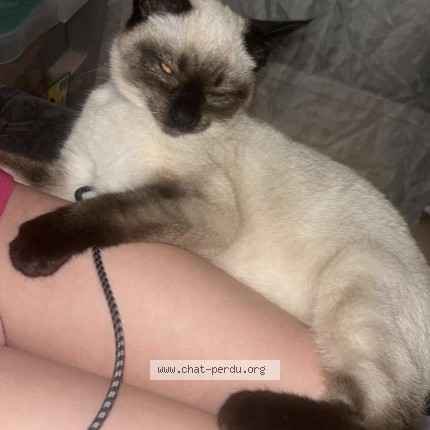 Photo of a cat found in Dourdan