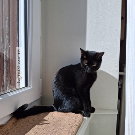 Photo of a cat found in Pledeliac
