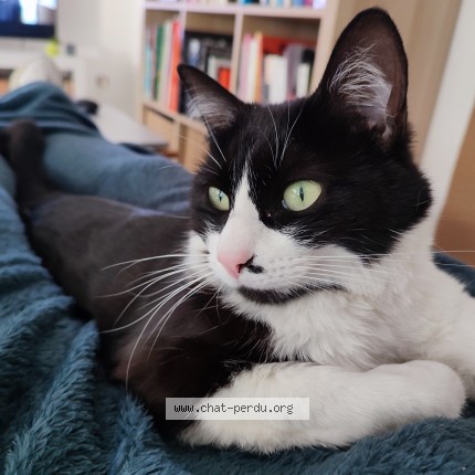 Photo of a cat found in Reze