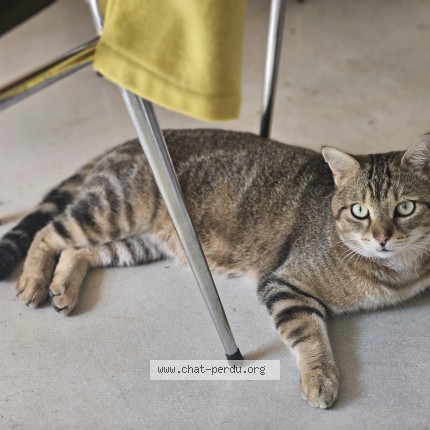 Photo of a cat found in Chazelles Sur Lyon