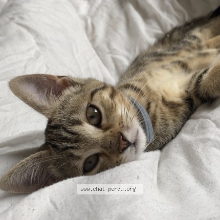 Photo of a cat found in Arcis Sur Aube