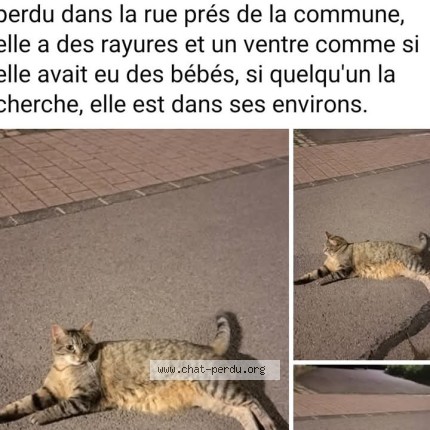 Foto einer verlorenen Katze in Soleuvre