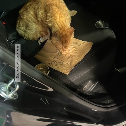 Photo of a cat found in Paris