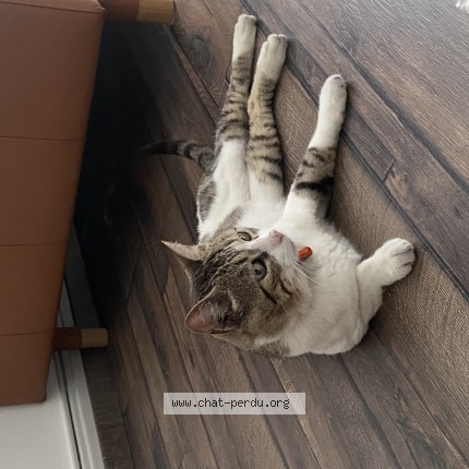 Foto di gatto trovato a Geneve