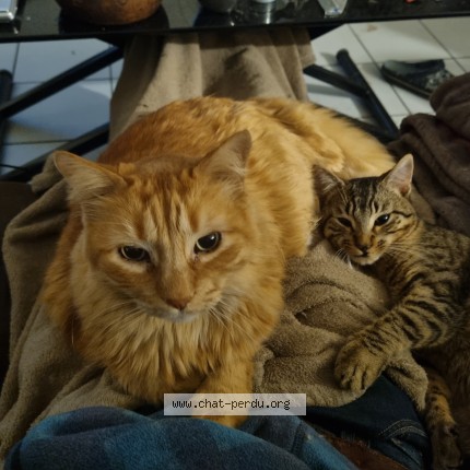 Photo of a cat found in Tarnos