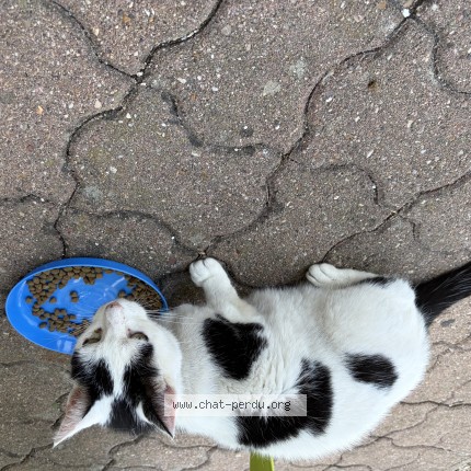 Photo of a cat found in Rhodon