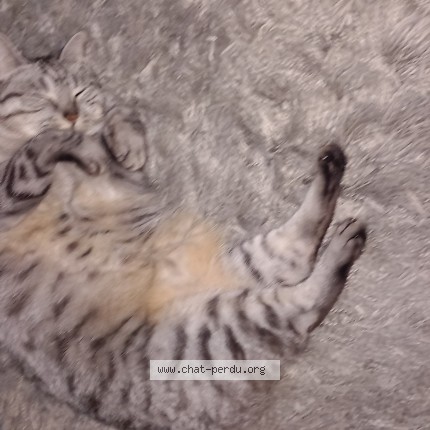 Photo of a cat found in Landrevarzec