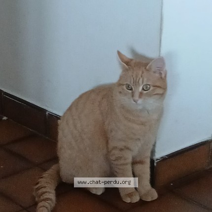 Photo of a cat found in Toulenne