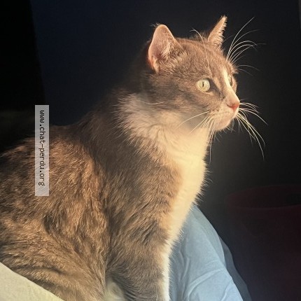Photo of a cat found in Liverdun