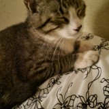 Kitty