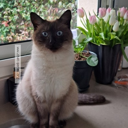 Photo of a cat found in Tours