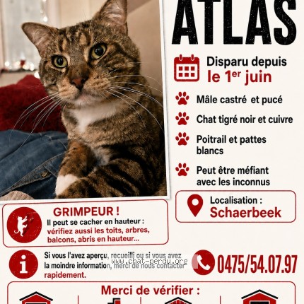 Photo of a cat found in Schaerbeek