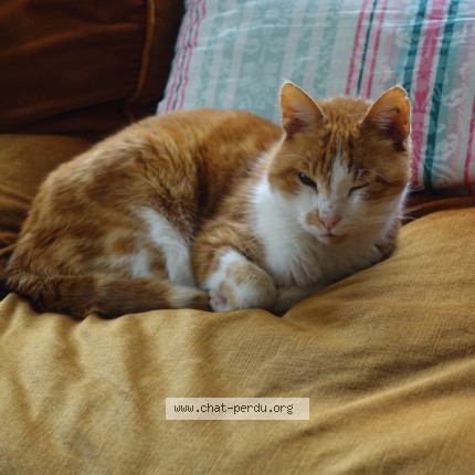 Photo of a cat found in Caen