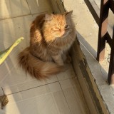 milo