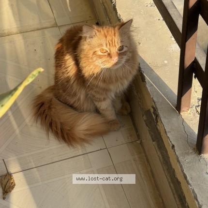 Photo 1/1 milo Cat lost in Ghaziabad