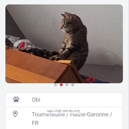 Photo of a cat found in Tournefeuille