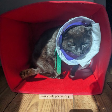 Photo of a cat found in Plougastel Daoulas