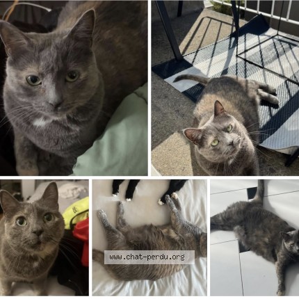 Photo 1/1 Quila Cat lost in Montreal Saint Leonard