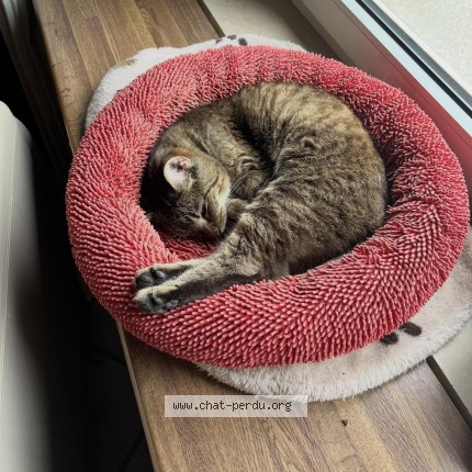 Foto einer verlorenen Katze in Rodange