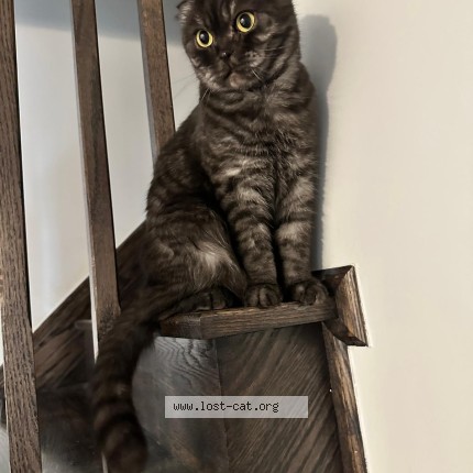 Photo 1/1 Milo Cat lost in Brampton