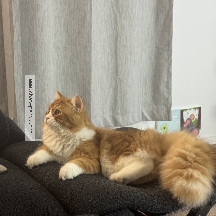 Photo 1/1 Pudin Cat lost in Sherbrooke