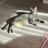 kairo