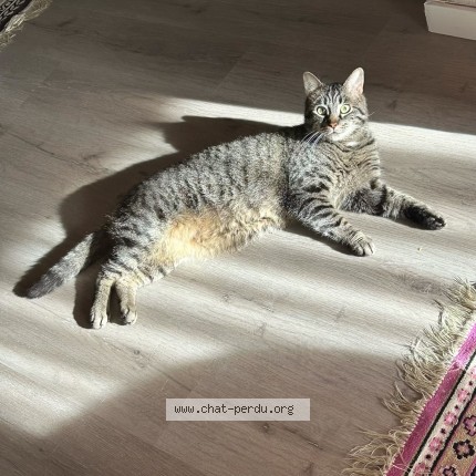 Foto van vermiste kat in Anderlecht