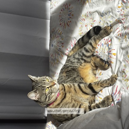 Photo of a cat found in Dijon