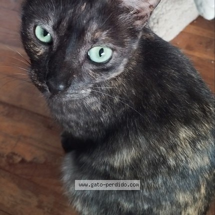 Photo of a cat found in Montevideo