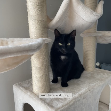 Photo of a cat found in Saint Martin Du Tertre