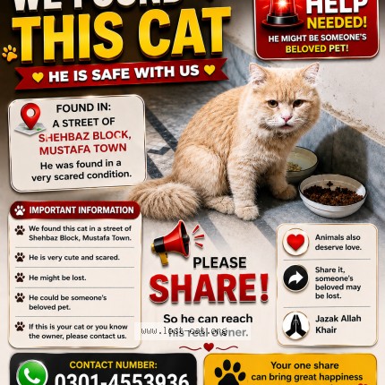 Picture of cat found at Lahore