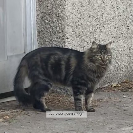 Photo of a cat found in Nimes