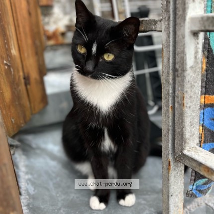 Photo of a cat found in Bayonne