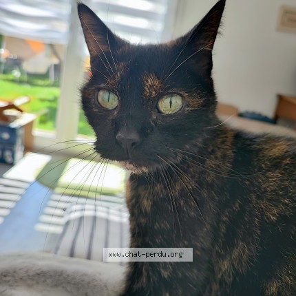 Photo of a cat found in Dombasle Sur Meurthe