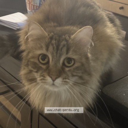 Photo of a cat found in Roubaix