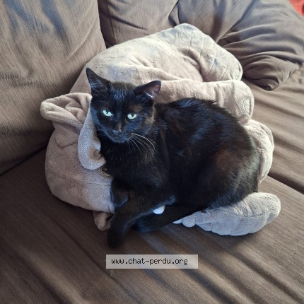 Foto 1/1 Moon Kat vermist in Acosse
