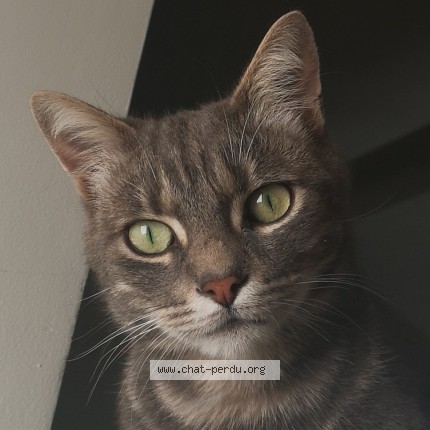 Photo of a cat found in Paris
