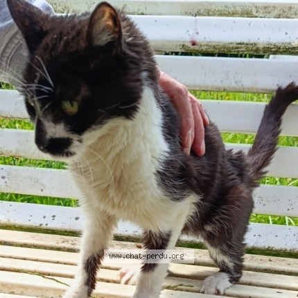 Photo of a cat found in Sr Omer En Chaussee