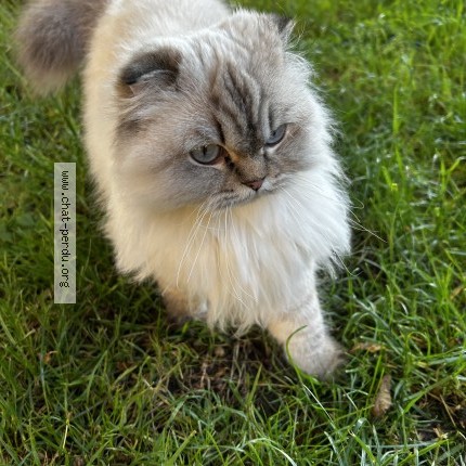 Photo of a cat found in Meythet
