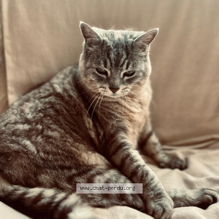 Foto van vermiste kat in La Hulpe