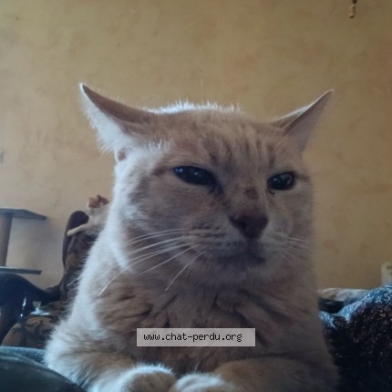 Photo of a cat found in Noyant De Touraine 37800