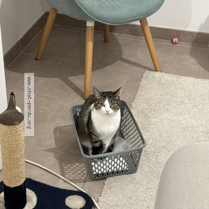 Photo of a cat found in Beaucouze