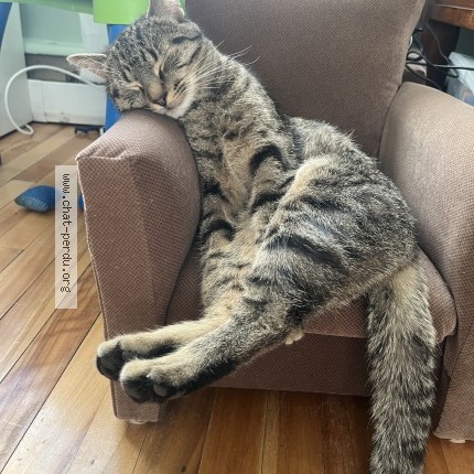 Photo 1/1 muffin Cat lost in Joliette